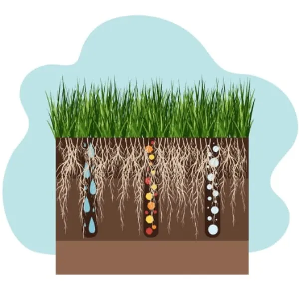 Illustration showing effects of lawn aeration.