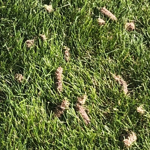 Dirt plugs on lawn after aeration.