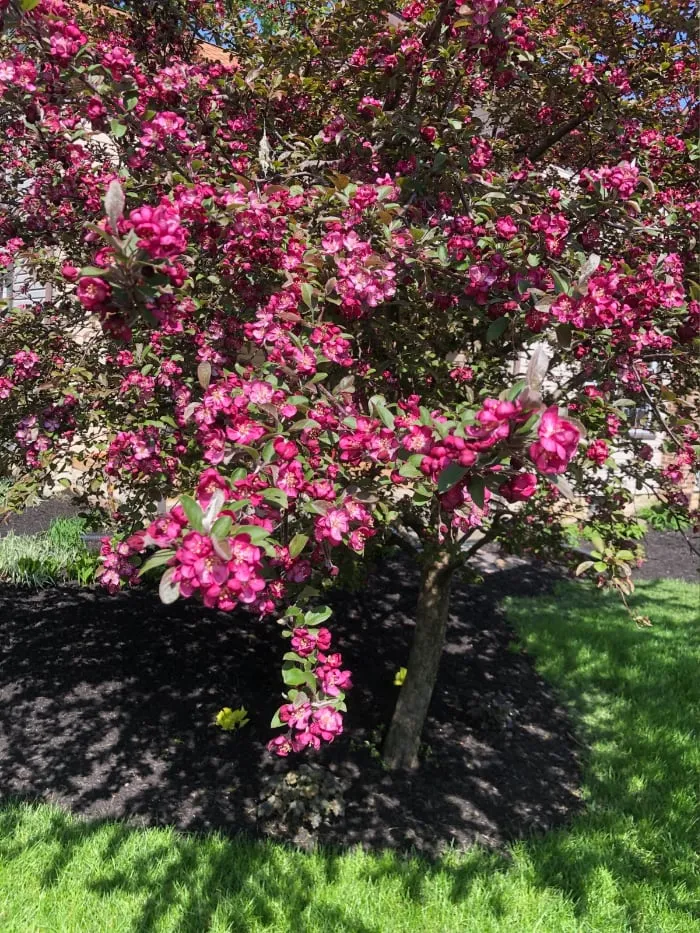 Flowering Tree