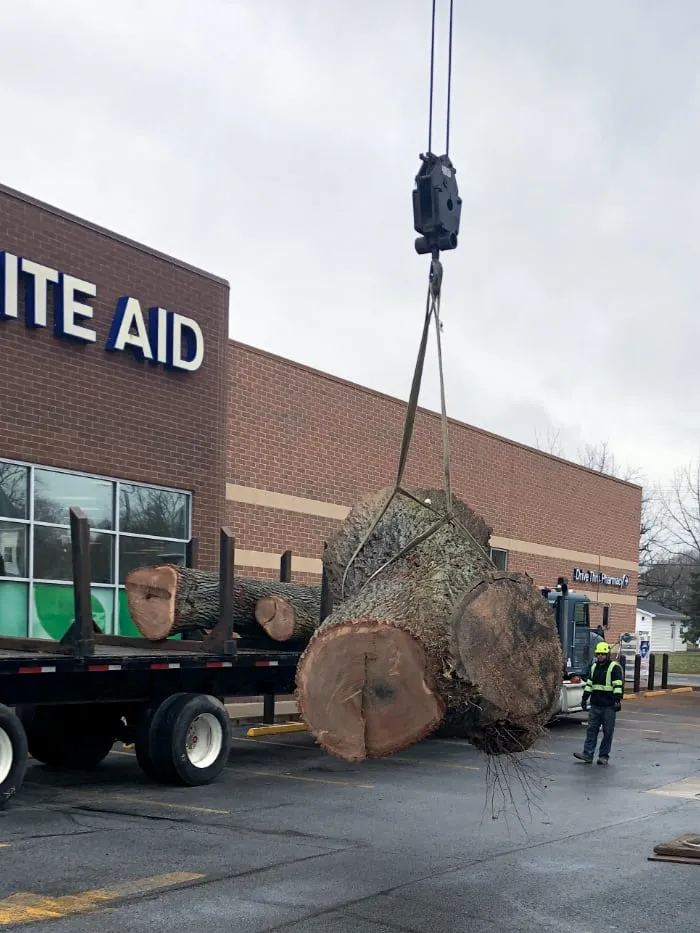 Giant Tree Stump
