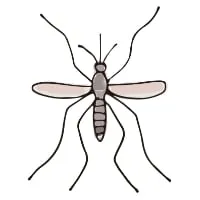 Mosquito Image