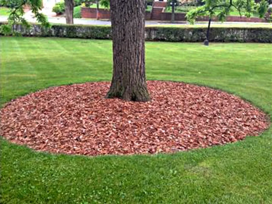 Mulch around tree