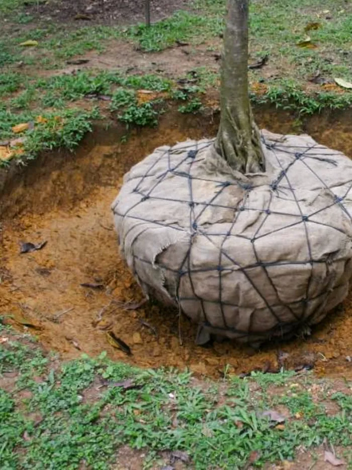 Tree Ball with Burlap