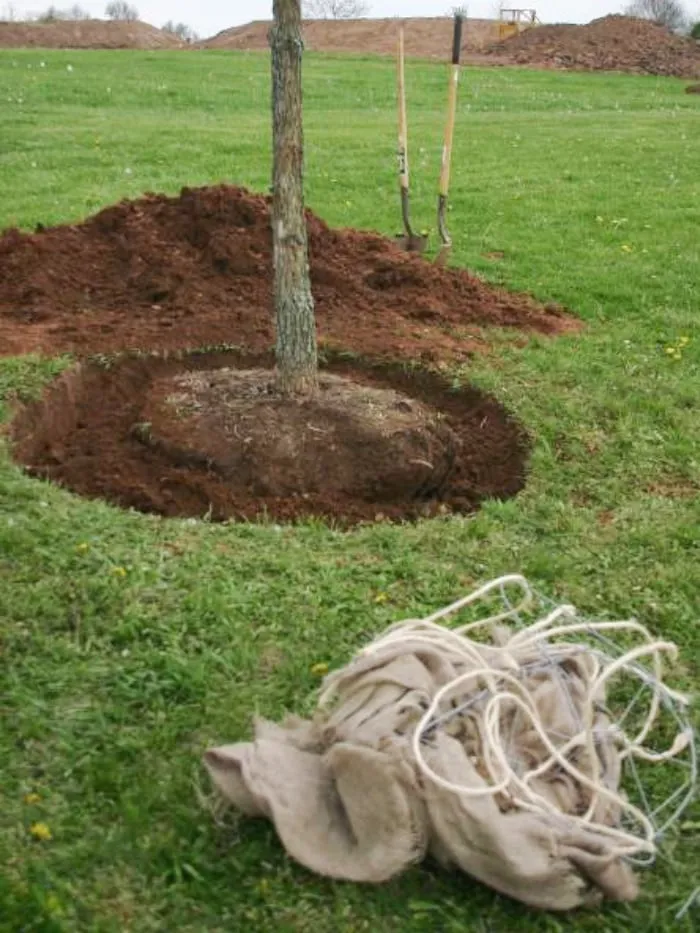 Tree Ball without Burlap