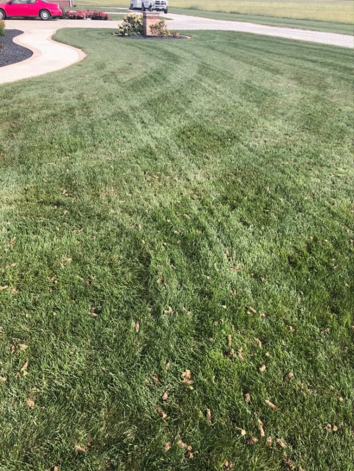 Aeration Plugs scattered on lawn