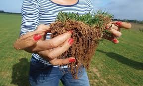 Grass in Hand