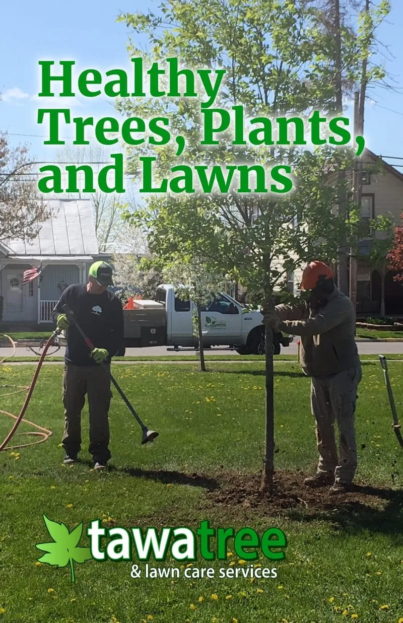 HOME Tawa Tree and Lawn Care, Ottawa, OH
