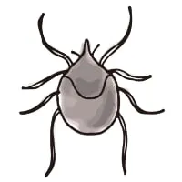 Tick Image