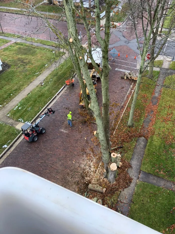 Tree Removal 1