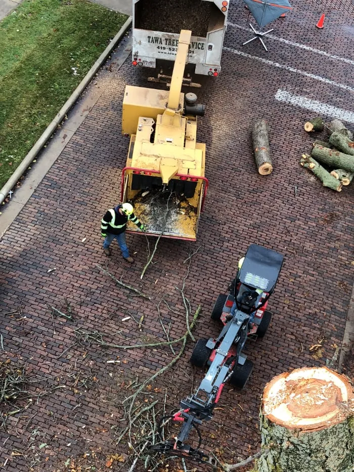 Tree Removal 2