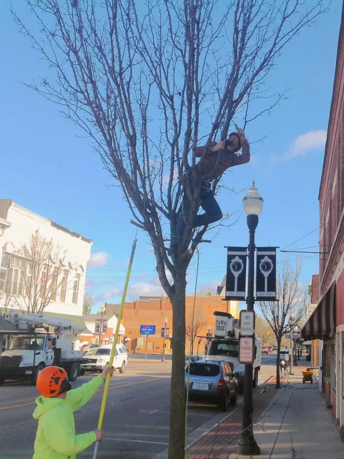 Trimming a Small Tree