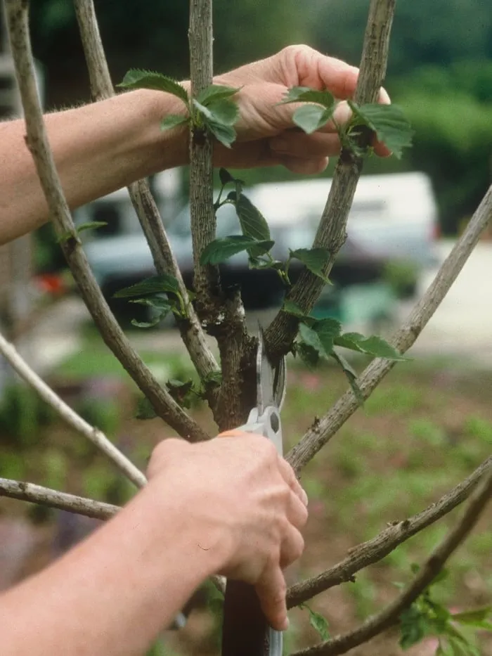 Pruning a young tree